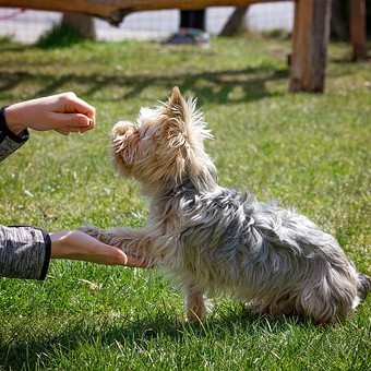 Hundträning