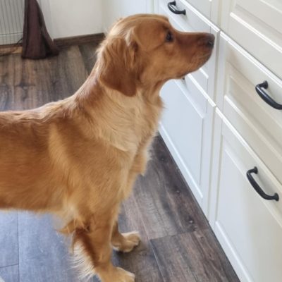 Fortsättning på "prova på" specialsök -heldag. Söndagen den 24/5 med start klockan 10.00 - 15.00